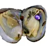 Austern im Großhandel mit gefärbten Naturperlen im Inneren. Zu Hause geöffnete Austern. Perlenaustern in Vakuumverpackung