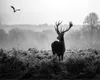 3d European Style Wallpaper Beautiful Silent Forest Morning Mist Elk Black and White Landscape Background Wall 3d Animal Wallpaper