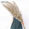 8/10/20pcs Natural Dried Flower Reed Pampas Grass Home Decor Wedding Decorations Farm Background