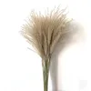 real natural dried flowers pampas grass decor plants wedding dry fluffy lovely for holiday home3856110