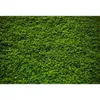 Mehofoto Spring Green Wall Photography Backdrop Green Grass Photo Booth Bakgrund Påsk Sunday Party Decoration Tillbehör 3171