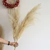 Rustic Blooms Natural Pampas Grass | 60cm, Set of 3 | Fast Shipping | Wedding & Home Decor