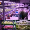 Wachsen Sie LED-Lichtstreifen für Pflanzen, T8 High Output Integrierte Rohr Fixture Ausziehbare wachsen Lichter für Gewächshäuser, 4Ft 3Ft 2Ft Anlage wachsen Shelf