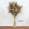 8/10/20pcs Natural Dried Flower Reed Pampas Grass Home Decor Wedding Decorations Farm Background