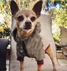 Outdoor Pet Dog Apparel Klasyczny wzór Modna Regulowana uprzęże zwierząt domowych Cute Teddy Hoodies Suit mały kołnierz Accessor1876