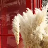 Natuurlijk riet Pampas Grass Grote gedroogde bloem bruiloft Bloemceremonie Decoratie Moderne Home Decoratie snelle verzending 60 cm 3 stks