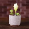 Ice Crack Flower Potts Succulent Garden Plants Pot Mini Thumb Desk Office Flower Havar Ceramic High Quality