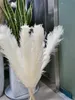 Planta natural grama de pampas grande flor seca casamento especial fofo pena cerimônia de flores decoração rápida 267e