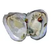 Nieuwe oesters met geverfde natuurlijke parels in Pearl Party Oesters in bulk open thuis parel oesters met vacuümverpakking epacket