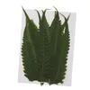 12pcs緑の本物のプレス葉乾燥花の岩のシダの葉の装飾DIYマテリアルカードスクラップブッキングジュエリー7644287
