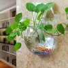 glas hängande växt terrarium