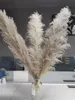 Natural Plant Pampas gräs Stor torkad blomma bröllop special fluffig fjäderblomma ceremoni dekoration dekoration snabb 212s