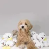 Nouveaux boulettes forme chiens jouets simples animaux sonnant mâche Teddy bouledogue français Pit Bull jouets marée chat blanc Toys6981729