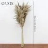 8/10/20pcs Natural Dried Flower Reed Pampas Grass Home Decor Wedding Decorations Farm Background