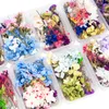 Guirnaldas de flores decorativas 1 Caja MEZCLA REAL SECA PARA PLANTAS SECAS QUE HACEN ACTENCIAS DE DIY ACCESORIOS PRESENTADOS