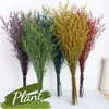 Fleurs décoratives multicolore fleur préservée véritable frais naturel amant herbe séchée bricolage décoration de la maison Eternell Floral pour cadeau de mariage LC