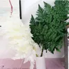 Fernières de la tête de fidole, plante préservée fraîche naturelle sec, feuilles d'arachniodes séchées éternelles, feuille de Noël, décoration de mariage