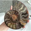 Große Madagaskar-Fossilien, schillernde Ammoniten, Natursteine und Mineralien, Exemplar 201125