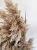 10pcs pampas herbe bouquet grandes décorations de Noël séchées pour la maison mariage bouquet de fleurs pampas herbe naturelle vraies plantes de roseau 201201