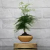 Magnetisk leviterande krukväxt växt luft bonsai potten levitation växter planter blomkrukor saftig växt för hemmakontor dekor y200721935