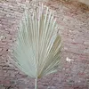 10pcs lot Real Cattail Fan preserved Dry Natural Fresh Palm leaves Forever plant material for home Wedding Decoration C09303210