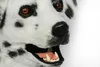 Талисман костюмы Dalmatians Собака талисмана костюм может перемещать рот головной костюм Хэллоуин наряд для взрослых Рождество Пасхи карнавальные животные