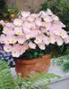 100 pcs Europe Primula Malacoides Graines Primrose Bonsaï Bonsaï Fleur mixte Maison Maison Maison Jardin Oranmental Plant Aménagement paysager Tout pour une résidence d'été