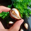 2 Stück natürliche Muscheln Conch Schnecke Känguru Muscheln Nautical Beach Home Decor Aquarium Micro Landscape Specimen Collectibles H jlltPC