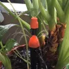 Système d'irrigation automatique kit d'arrosage bricolage système d'irrigation goutte à goutte kit d'outils de jardinage arrosage de jardin 1 set T200530