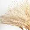 Suszone Pampas Grass Rośliny Home Decor Feather Flower Natural Phragmites Kwiaty Bukiety Wysokie 19-22 Suszone Kwiaty Wedding Decor 201222