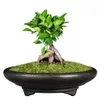 Pot Unglaze Basin China Yixing Mini Bonsai Potten Tuin Bloempot Paars Zandventilatie Keramische Succulents Bloempotten Y200709