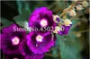 100 Pcs seeds Double Hollyhock Outdoor Blooming Subtropical Flower Bonsai Potted Althaea Rosea Plant Home Garden Decoration Decorative Landscaping Fresh Showy
