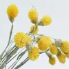 装飾的な花の花輪天然乾燥花ゴンプレナグローブサブーケホームデコレーションウェディングパーティー装飾ワイルドストロベリーB8496444