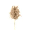 Faux Floral Greenery Helle Farbe Hochzeitsblumenstrauß natürliche getrocknete Pampasgrasblume schöne Schilf Weihnachten Home Hochzeitsdekoration Phragmites 221010