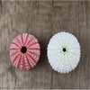 Fashion Potted Plant Natural Multi Color Dream Wall Stickers Decorations Sea Urchin Shell Pot Culture Gardening Supplies Hot Sale 1 2hz K2