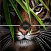 Carta da parati fotografica 3D personalizzata Tigre Poster Pittura murale Soggiorno Ingresso Camera da letto Sfondo Arte Rivestimento murale animale