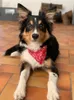Регулируемый Pet Triargular Bandage Dog Sece Scarf Puppy Puppy Bandana Cat Woll Checkerchief Ribs Saliva Towel JK2012XB