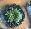 Nueva planta de resurrección mágica Rose de Jericho Dinosaurio Aire helecho Selaginella Moss plantas de bonsai secos Diy Home Garden7212437