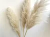 3 pçs 60cm bege natural reed flor seca grande pampas grama buquê cerimônia de flores de casamento decoração moderna casa Decoration1233t