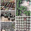 10 pz/lotto 7 cm giardinaggio di Plastica di Colore Nero Vasi di Fiori Fioriere Creativo Piccola Piazza per piante Succulente verdura C0125