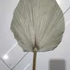 10pcs lot Real Cattail Fan preserved Dry Natural Fresh Palm leaves Forever plant material for home Wedding Decoration C09303210