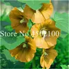 100 ADET Tohumları Çift Hollyhock Açık Blooming Subtropikal Çiçek Bonsai Saksı Althaea Rosea Bitki Ev Bahçe Dekorasyon Dekoratif Peyzaj Taze Gösteriş