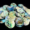 2 stks natuurlijke abalone shell hangers charmes rond shell vlokken hand gepolijste sieraden accessoires diy maken oorrang ketting h jllvoy