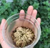 새로운 마법 부활 공장 Jericho 공룡 식물 공기 양치 고막 Selaginella Moss Dry Bonsai Plants Diy Home Garden269V