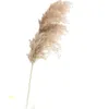 10 stücke freies verschiffen echte getrocknete pampas gras dekor hochzeit blume bündel natürliche pflanzen dekor 201222