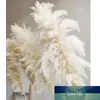 3 unids 55cm80cm blanco Natural Reed Flor seca Pampas grandes Pampas Hierba Ramo de la boda Ceremonia de la flor Decoración moderna Decoración del hogar