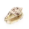 Strombus Lobatus Raninus Polished Sea Shells Approx Weight 29g To 45g Great For Home Tank Decor Display Wedding H jllBgF