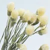 Ghirlande di fiori decorativi Fiori secchi naturali Gomphrena Globosa Bouquet Decorazioni per la casa Decorazione per feste di nozze Fragole selvatiche B4145021