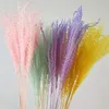 pink white color pampas grass decor dried natural flowers bouquets wedding flowers feather flowers tall 19-22 christmas decor 201201