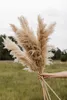 Big Pampas Grass Wedding Decor 130cm Natural Reed Reed Showcase Christmas Shopwindow Decor Real Plant 55 ~ 60cm